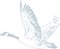 a line drawing of a bird