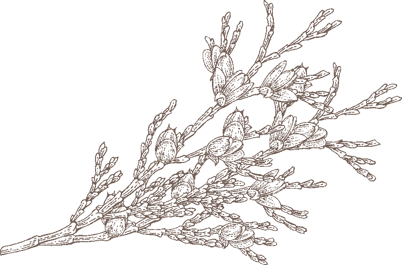 cypress illustration