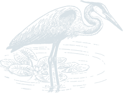 Heron illustration